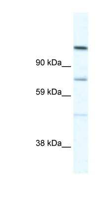 Western Blot: RADIL Antibody [NBP1-91615]