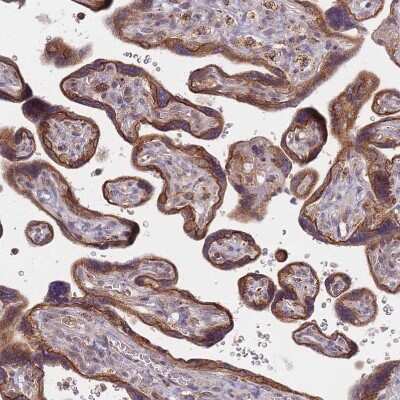 Immunohistochemistry-Paraffin: RADX Antibody [NBP1-83873]