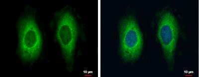 Immunocytochemistry/ Immunofluorescence: RAE1 Antibody [NBP1-31027]