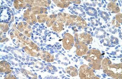 Immunohistochemistry-Paraffin: RAE1 Antibody [NBP1-57186]
