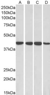 Western Blot: RAE1 Antibody [NB100-1894]