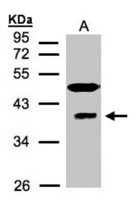 Western Blot: RAE1 Antibody [NBP1-31027]