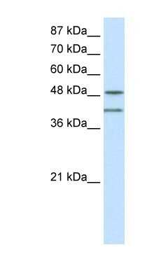 Western Blot: RAE1 Antibody [NBP1-57186]