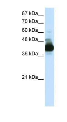 Western Blot: RAE1 Antibody [NBP1-57187]