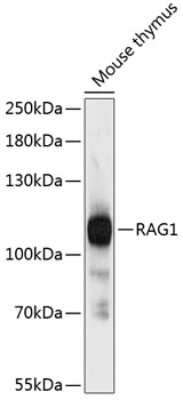 Western Blot: RAG1 AntibodyAzide and BSA Free [NBP2-93122]