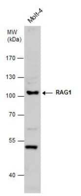 Western Blot: RAG1 Antibody [NBP3-13070]