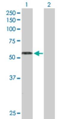Western Blot: RAG2 Antibody [H00005897-D01P]