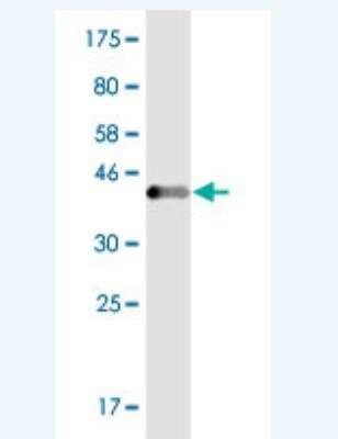 Western Blot: RAGEF2 Antibody (3A9) [H00051735-M02]