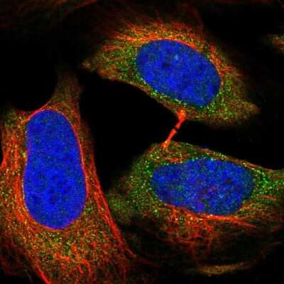 Immunocytochemistry/ Immunofluorescence: RAGEF2 Antibody [NBP2-46660]