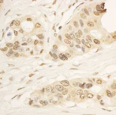 Immunohistochemistry-Paraffin: RAI1 Antibody [NBP1-28745]