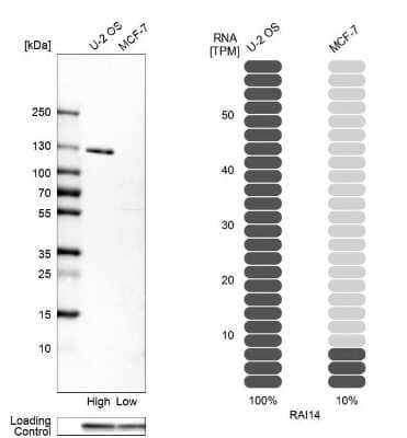 Western Blot: RAI14 Antibody [NBP1-94075]