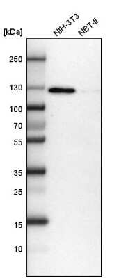Western Blot: RAI14 Antibody [NBP1-94075]