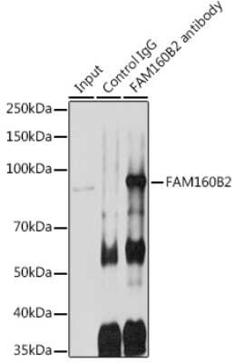 Immunoprecipitation: RAI16 Antibody - Azide and BSA Free [NBP3-15604]