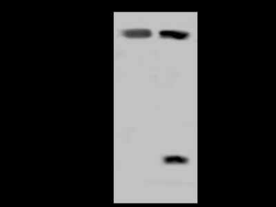 Western Blot: RAI16 Antibody [NBP2-97743]