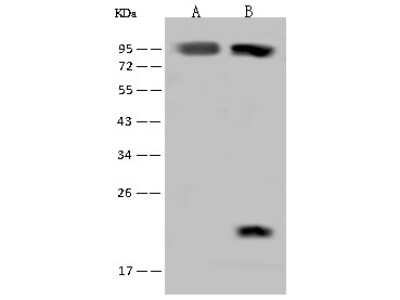 Western Blot: RAI16 Antibody [NBP2-97743]