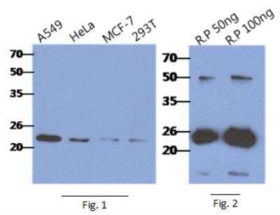 Western Blot: RAIDD/CRADD Antibody (14G8)BSA Free [NBP2-42688]