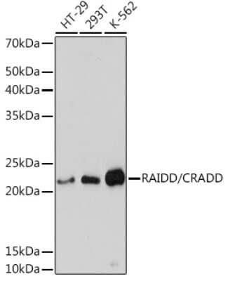 Western Blot: RAIDD/CRADD Antibody (3Z9N8) [NBP3-16672]