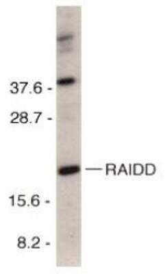 Western Blot: RAIDD/CRADD AntibodyBSA Free [NBP1-77048]
