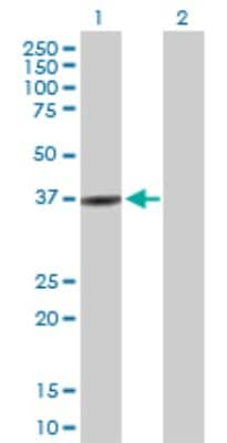 Western Blot: RAIN Antibody [H00054922-B01P]