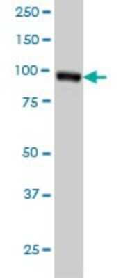 Western Blot: RALBP1 Antibody (2A1) [H00010928-M02]