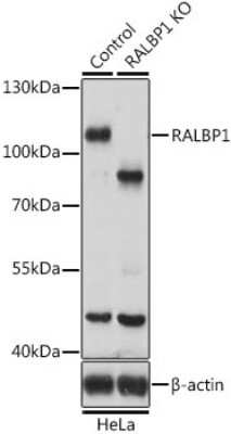 Knockout Validated: RALBP1 Antibody - BSA Free [NBP3-03710]