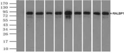 Immunoprecipitation: RALBP1 Antibody (OTI11B2) - Azide and BSA Free [NBP2-73788]