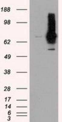 Western Blot: RALBP1 Antibody (OTI11B2)Azide and BSA Free [NBP2-73788]