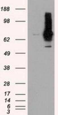 Western Blot: RALBP1 Antibody (OTI11B2) [NBP2-02293]