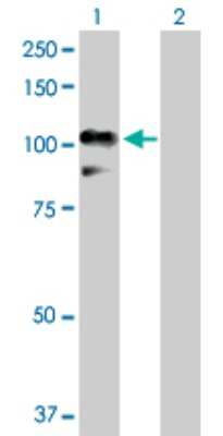 Western Blot: RALBP1 Antibody [H00010928-D01P]