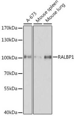 Western Blot: RALBP1 AntibodyBSA Free [NBP3-03710]