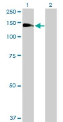 Western Blot: RALGDS Antibody [H00005900-D01P]