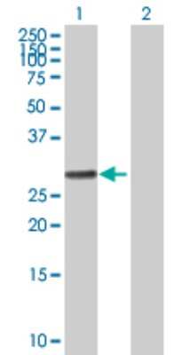 Western Blot: RALGPS1 Antibody [H00009649-B02P]