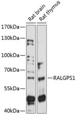 Western Blot: RALGPS1 AntibodyAzide and BSA Free [NBP2-93901]