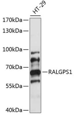 Western Blot: RALGPS1 AntibodyAzide and BSA Free [NBP2-93902]