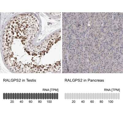 Immunohistochemistry-Paraffin: RALGPS2 Antibody [NBP1-84645]