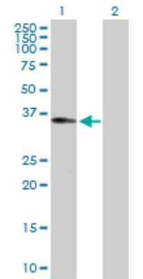 Western Blot: RALGPS2 Antibody [H00055103-D01P]