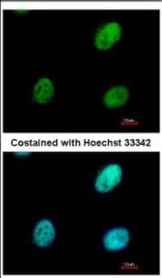 Immunocytochemistry/ Immunofluorescence: RALY Antibody [NBP2-20065]