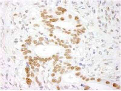 Immunohistochemistry-Paraffin: RALY Antibody [NBP1-19111]