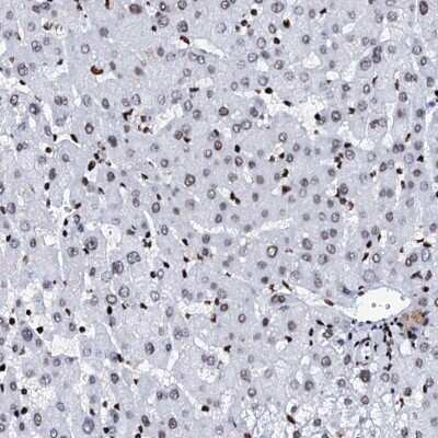 Immunohistochemistry-Paraffin: RALY Antibody [NBP2-13200]