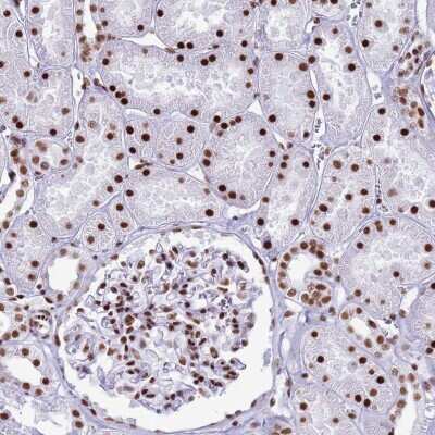 Immunohistochemistry-Paraffin: RALY Antibody [NBP2-13201]