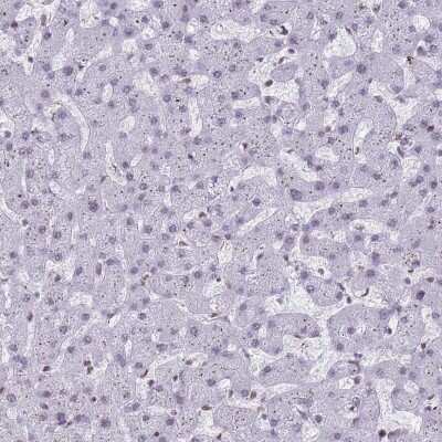 Immunohistochemistry-Paraffin: RALY Antibody [NBP2-13201]