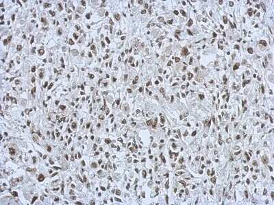 Immunohistochemistry-Paraffin: RALY Antibody [NBP2-20065]