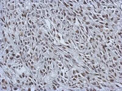 Immunohistochemistry-Paraffin: RALY Antibody [NBP2-20065]