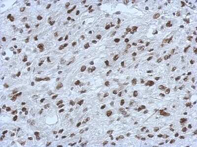 Immunohistochemistry-Paraffin: RALY Antibody [NBP2-20065]