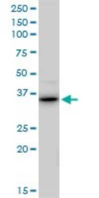 Western Blot: RALY Antibody [H00022913-B01P]