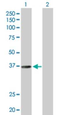 Western Blot: RALY Antibody [H00022913-B01P]