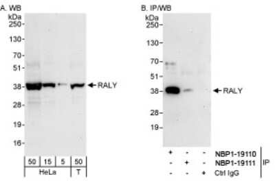 Western Blot: RALY Antibody [NBP1-19111]