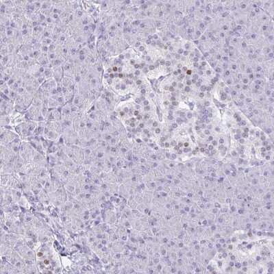 Immunohistochemistry-Paraffin: RALYL Antibody [NBP2-33768]