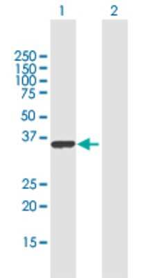 Western Blot: RALYL Antibody [H00138046-B03P]