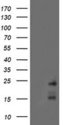 Western Blot: RAMP2 Antibody (OTI4E5) [NBP2-01853]